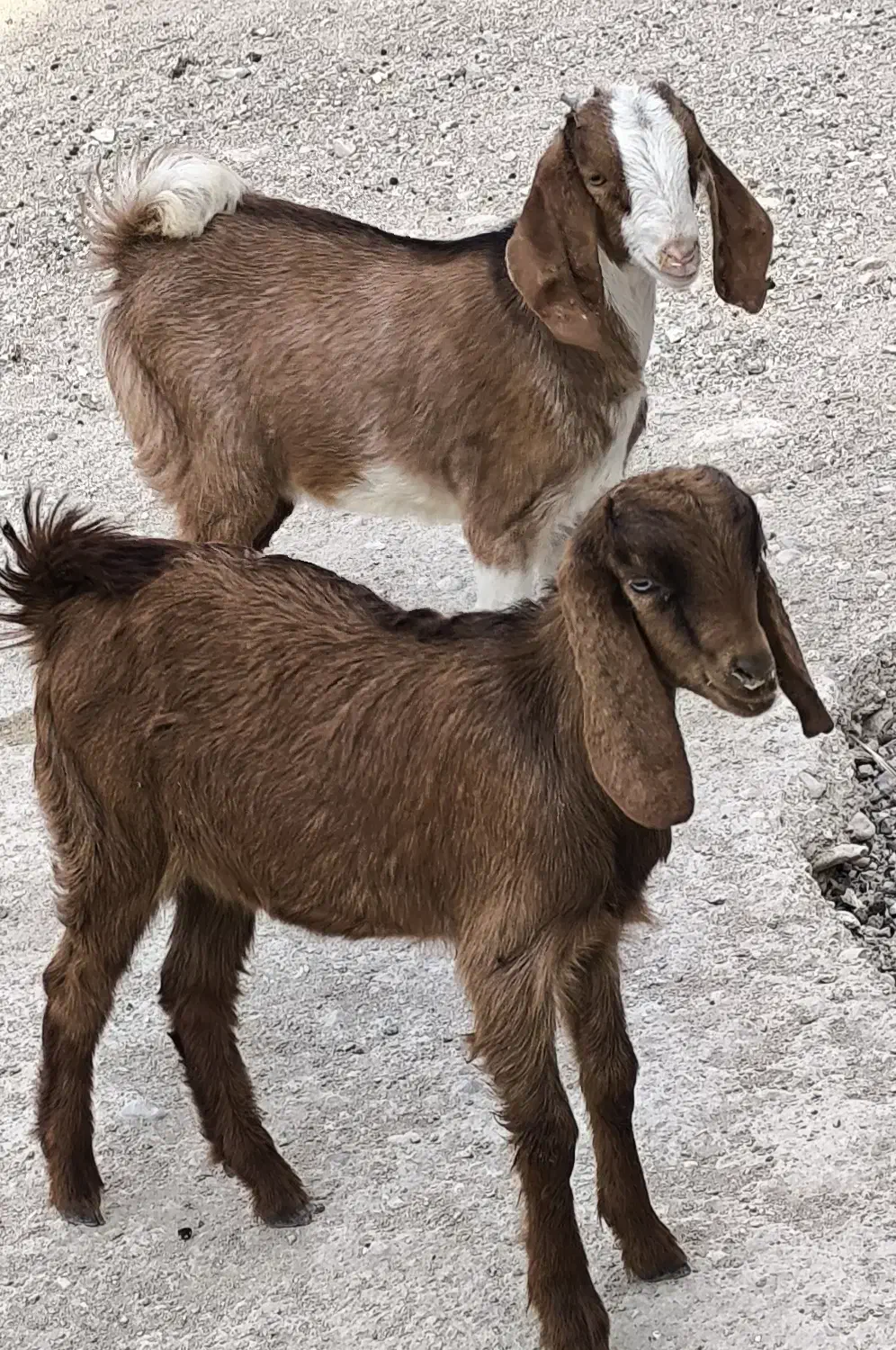 کهره نر ماده دورگ|حیوانات مزرعه|خورموج, |دیوار