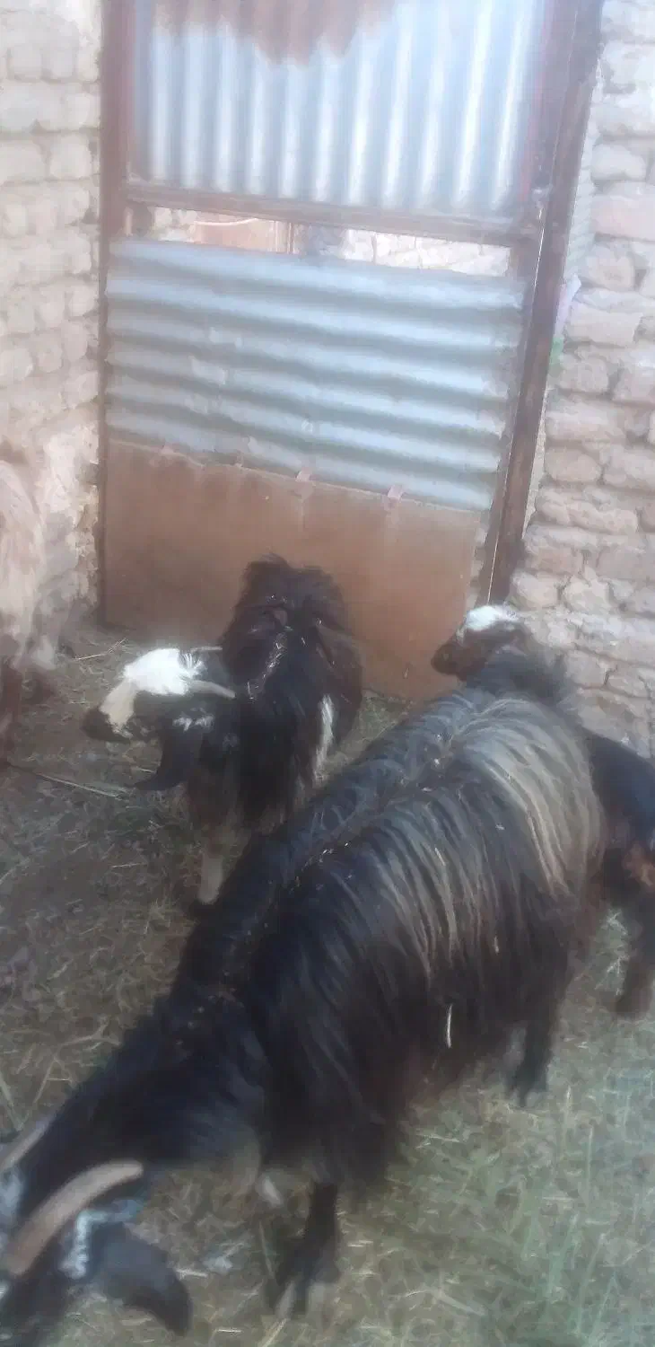 فروش گوسفند|حیوانات مزرعه|بم, |دیوار