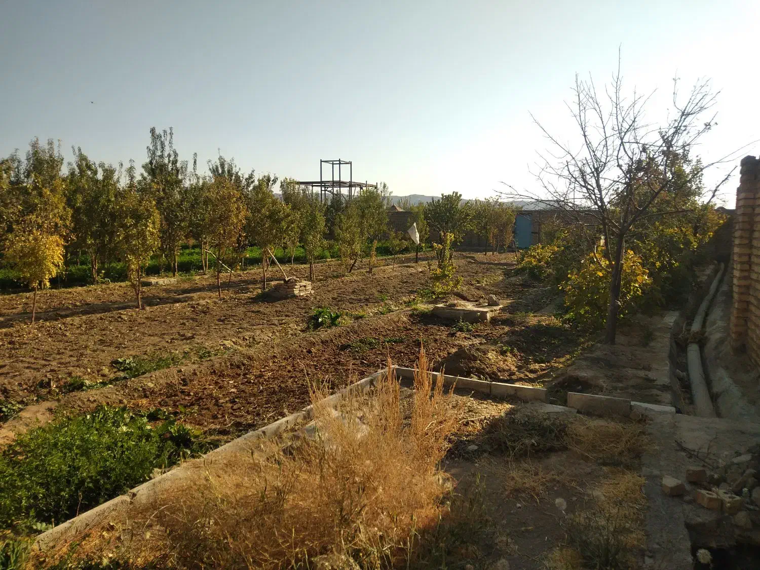 زمین باغ|فروش زمین و ملک کلنگی|تربت‌حیدریه, پائین ولایت|دیوار