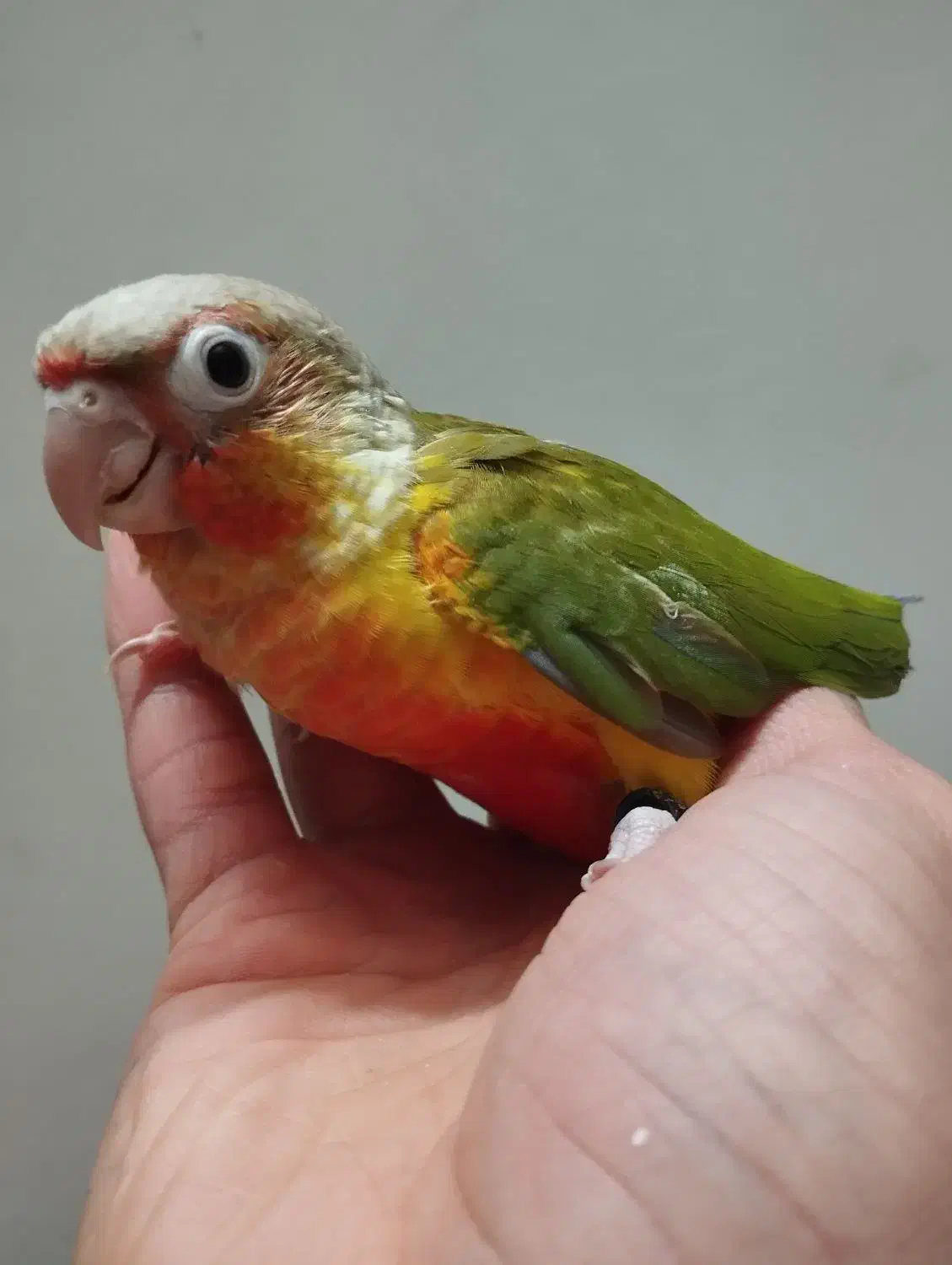 جوجه سرلاکی گرین چیک گرینچیک طوطی  عروس کوتوله|پرنده|مشهد, کوی المهدی|دیوار