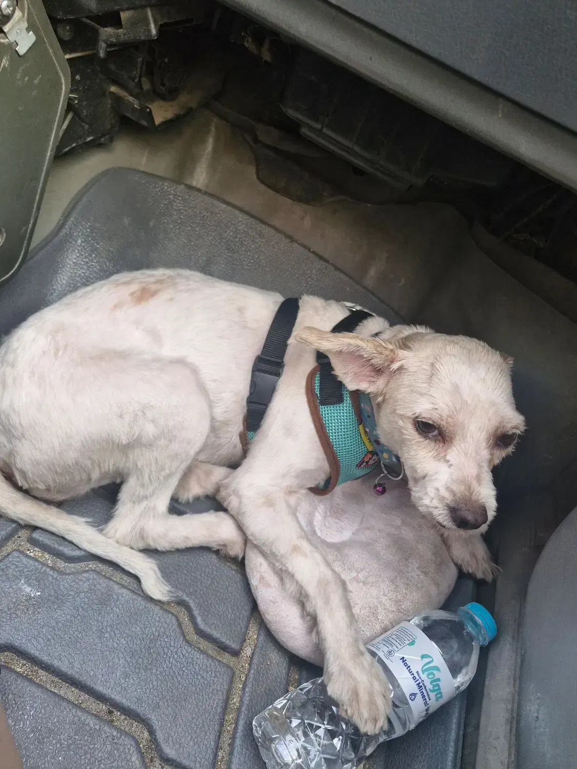 گمشده شیتزو سفید|سگ|فردیس, شهرک سپاه|دیوار