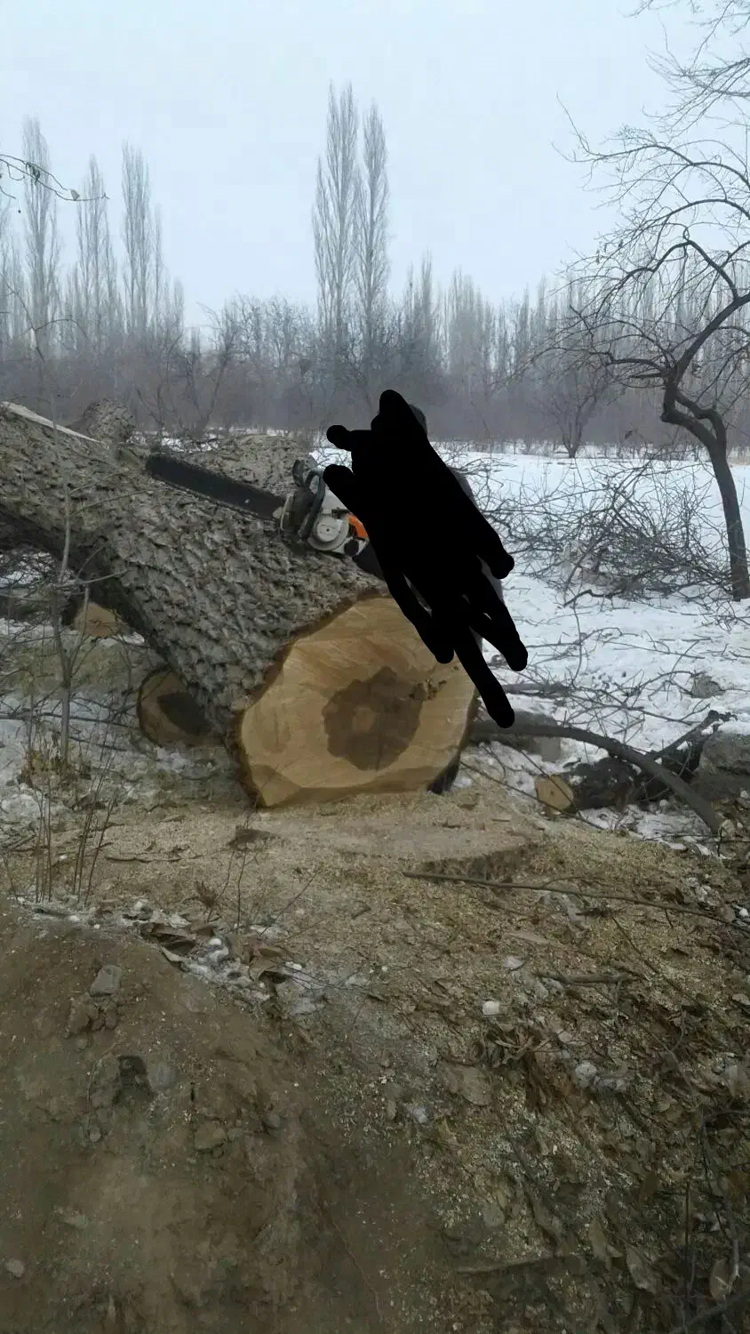 خرید انواع درخت|خدمات باغبانی و درختکاری|خوی, |دیوار