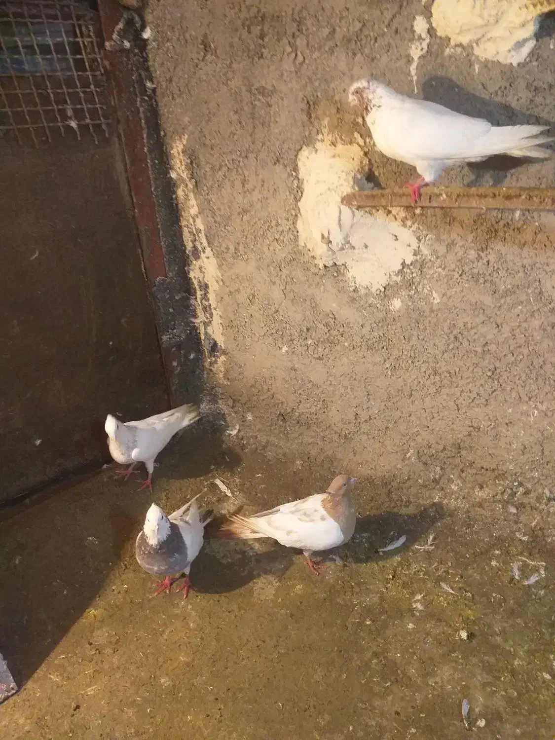 تعداد 9عدد کفتر|پرنده|مریوان, |دیوار