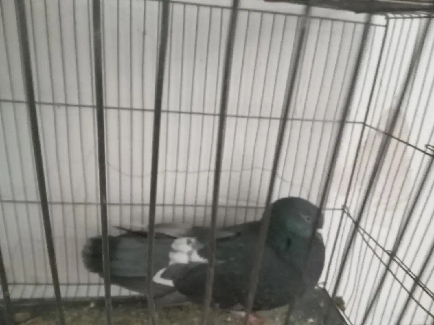 فروش ۴ کبوتر|پرنده|پاکدشت, پاکدشت (مامازند)|دیوار