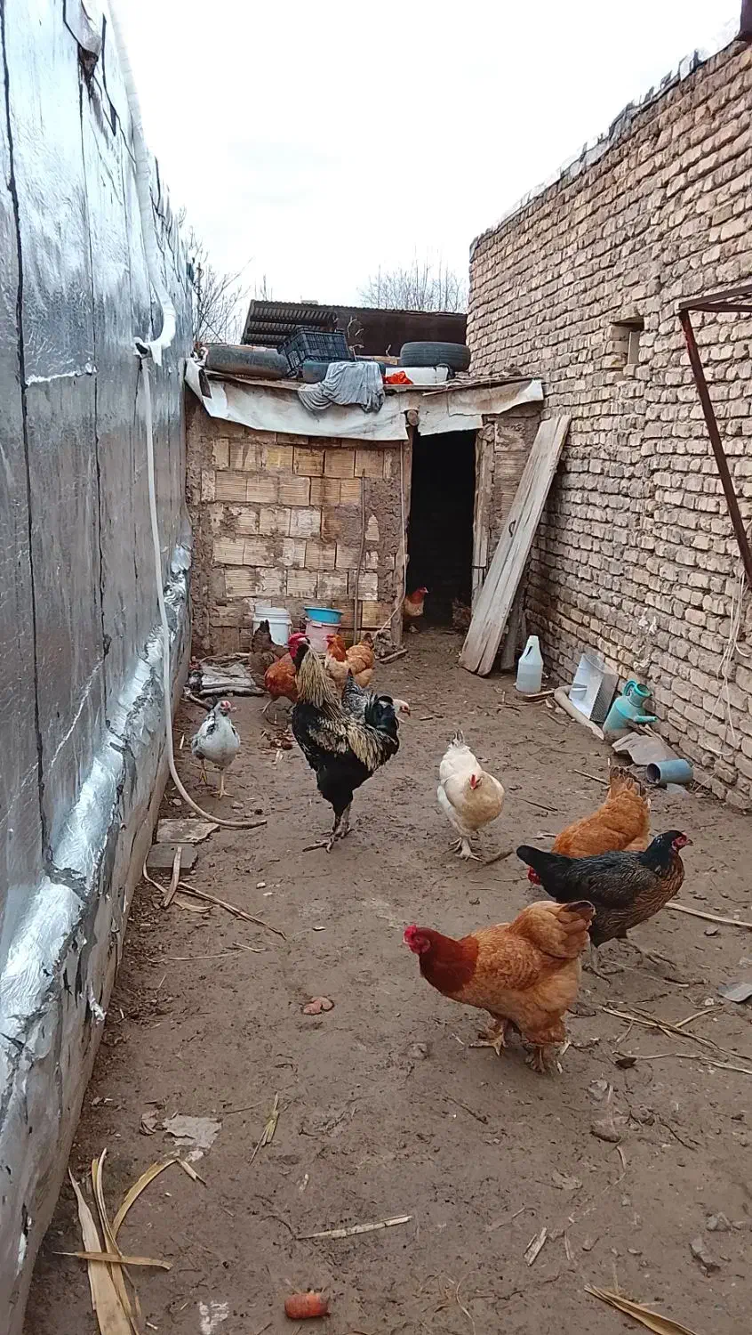 خروس صابونی|حیوانات مزرعه|قزوین, |دیوار