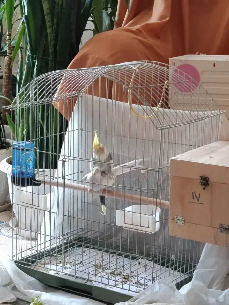 عروس هلندی|پرنده|شیراز, شهرک گلستان|دیوار