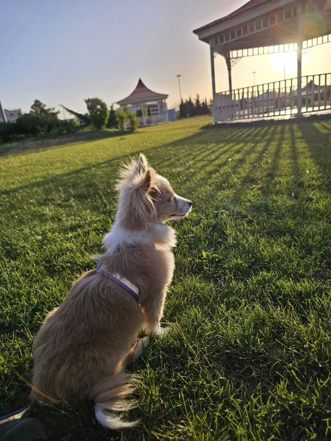 سگ نژاد دار پامرشیتزو|سگ|تهران, تهرانپارس جنوبی|دیوار