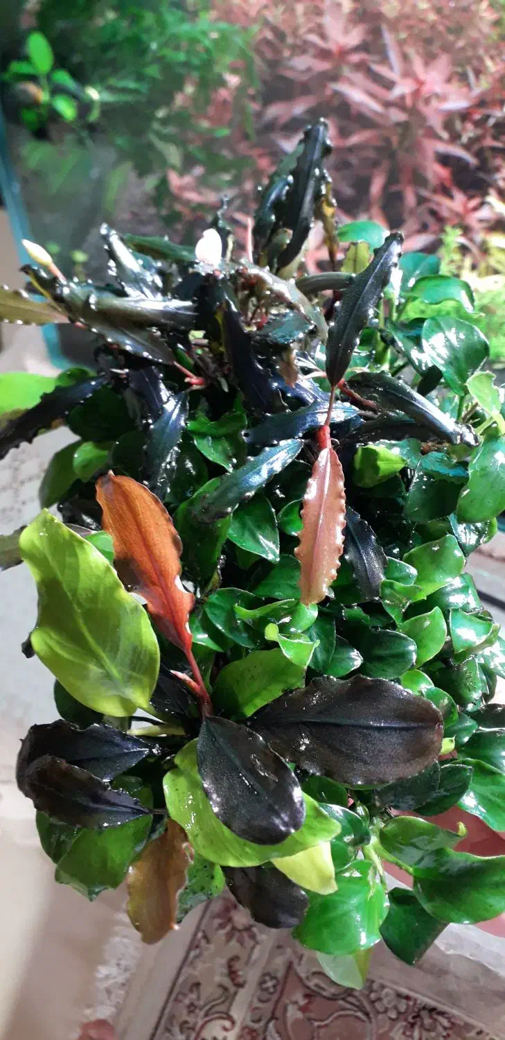 گیاه اکواریوم|ماهی|اصفهان, مهدی آباد|دیوار