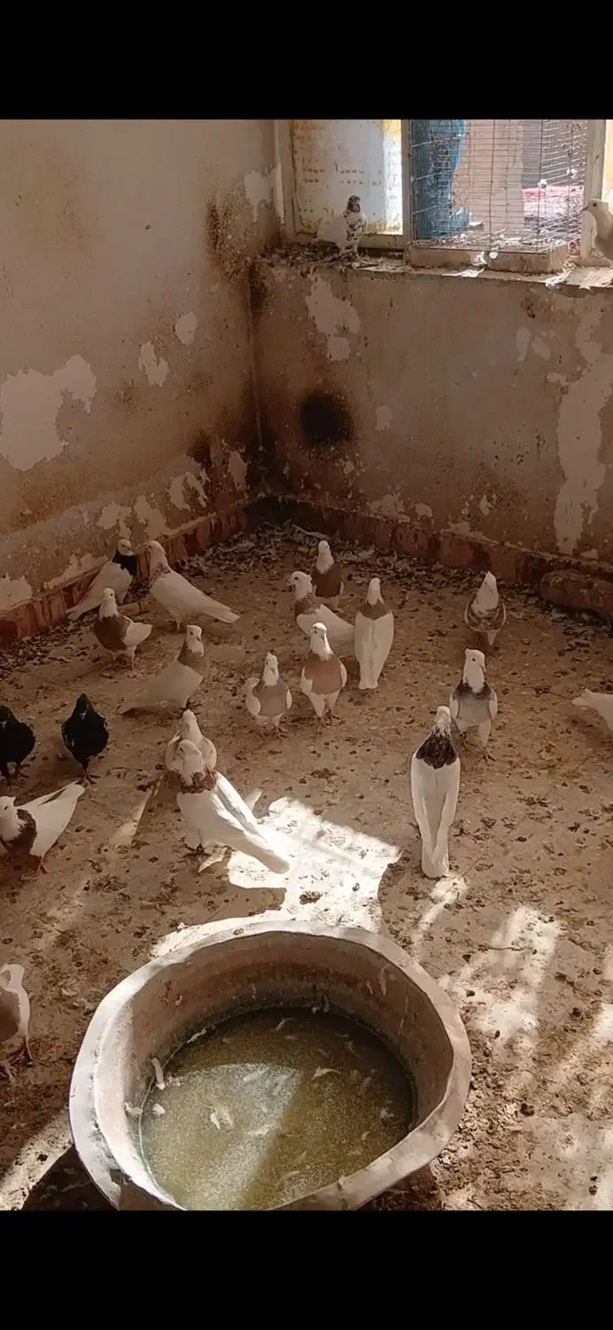 فروش طوقی|پرنده|تفت, |دیوار