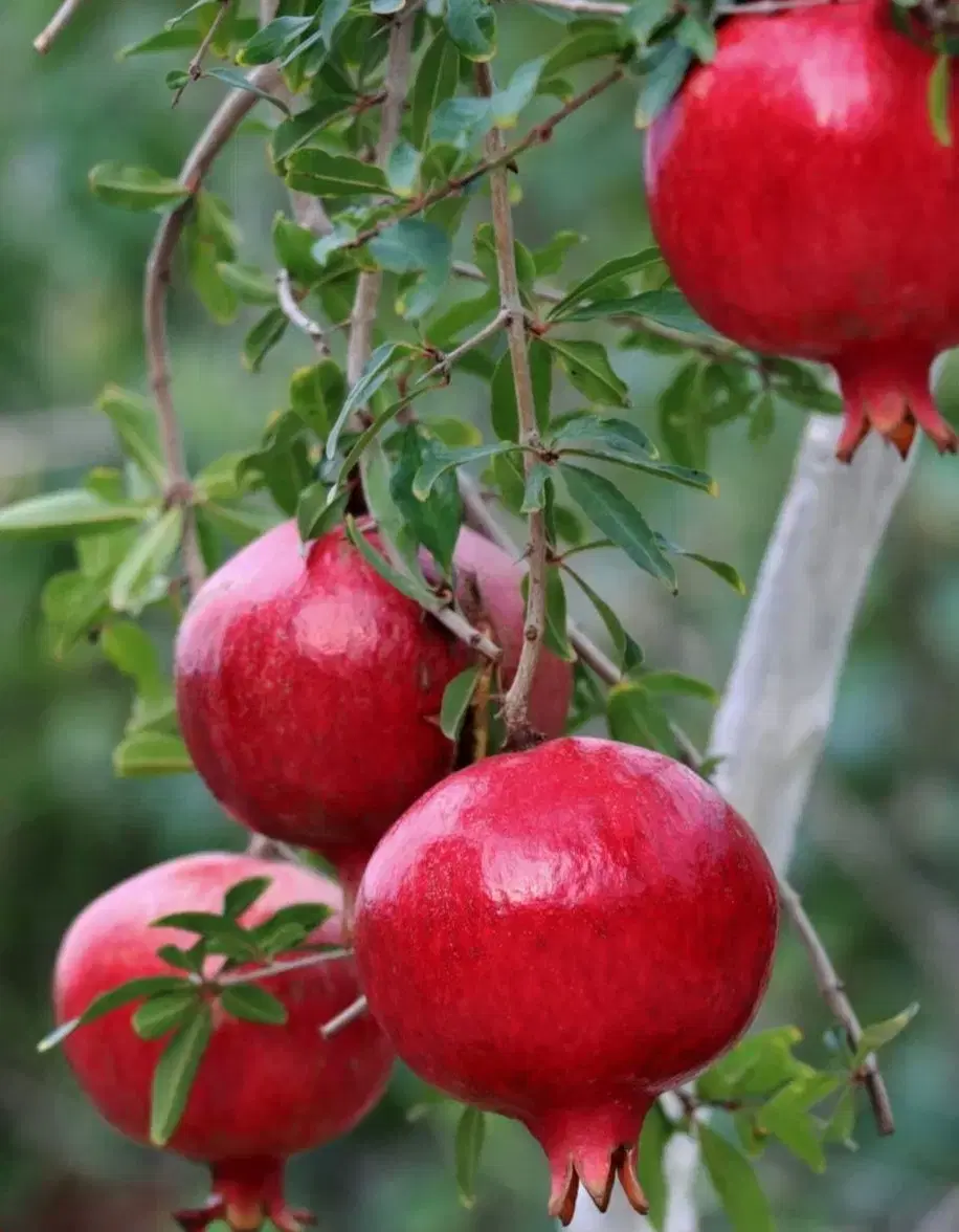 آب انار|خوردنی و آشامیدنی|ساوه, |دیوار