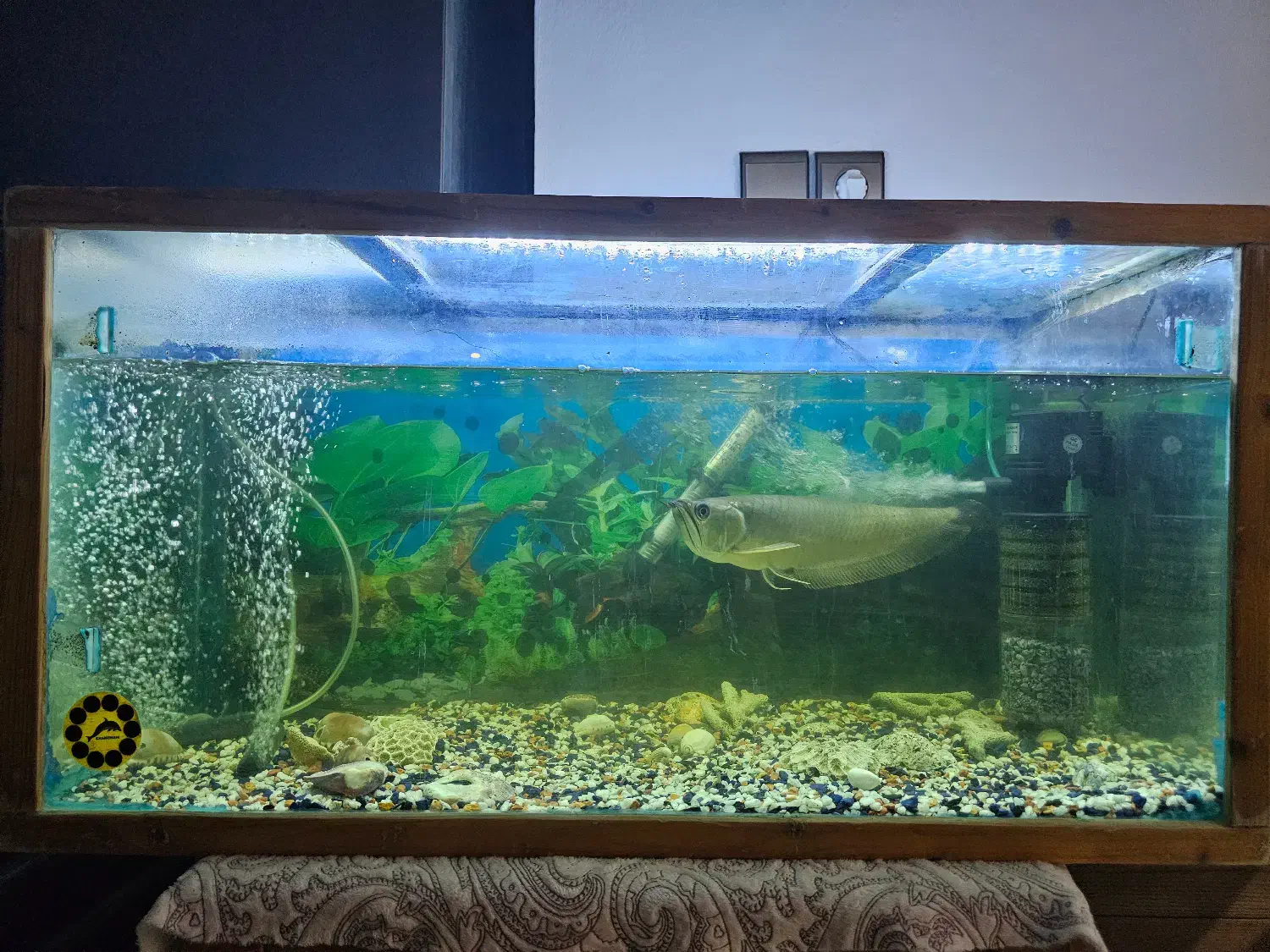 ماهی|ماهی|سرخرود, |دیوار