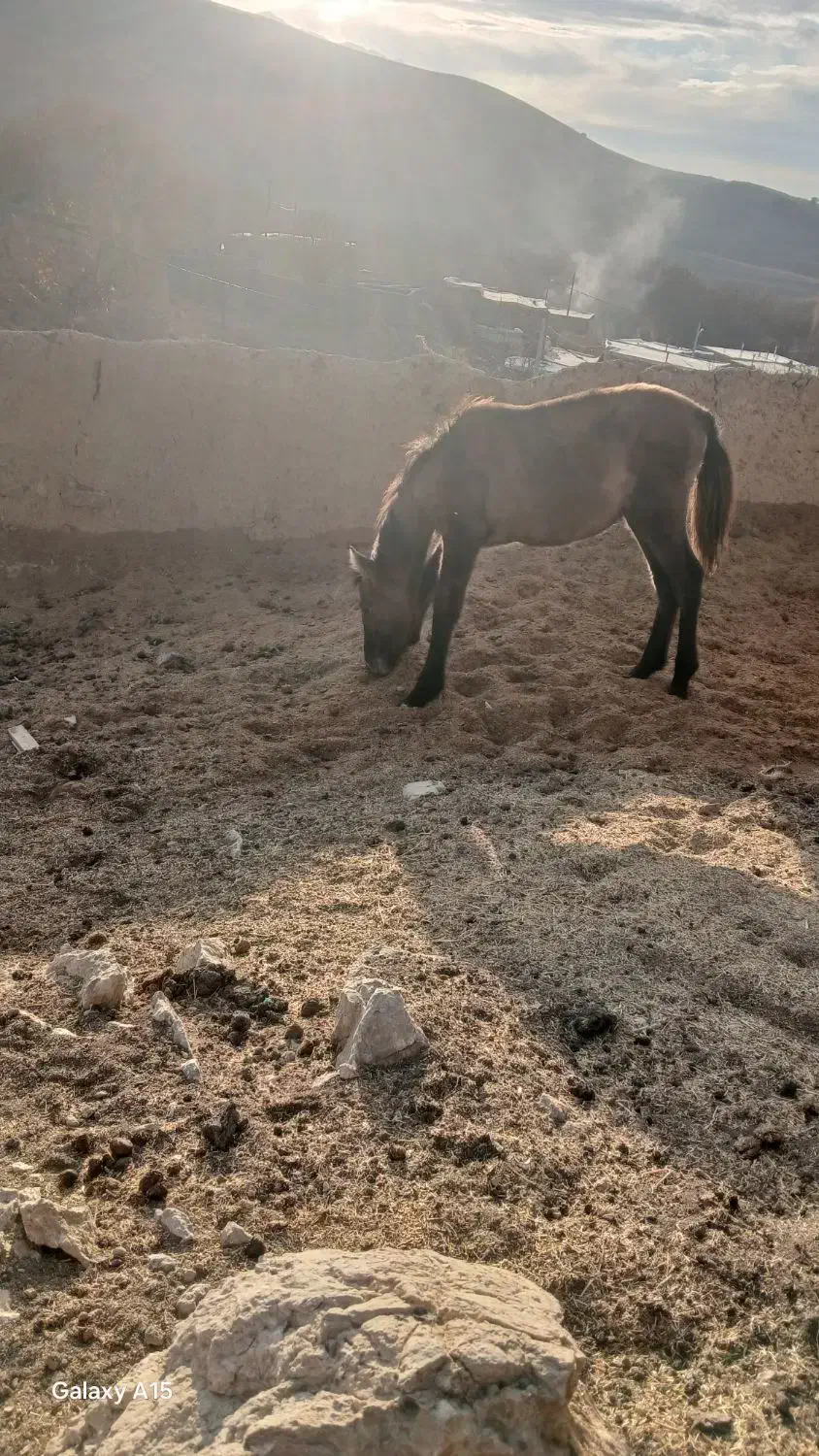 کره اسب نر آروم|حیوانات مزرعه|بجنورد, |دیوار