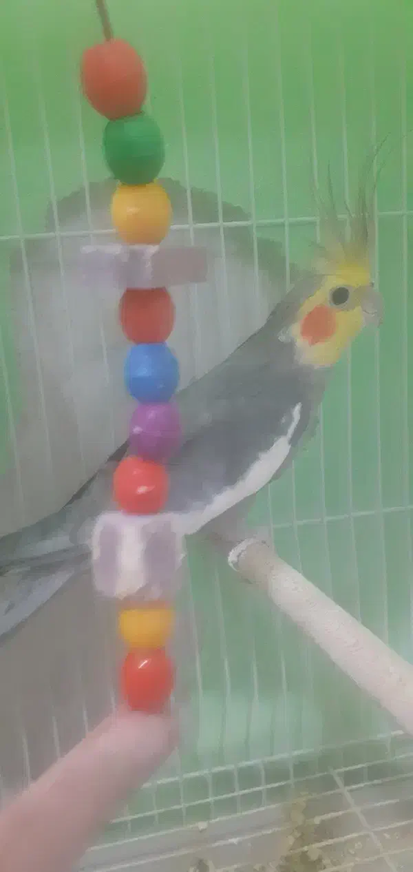 پرنده|پرنده|سبزوار, قاضی زاد|دیوار