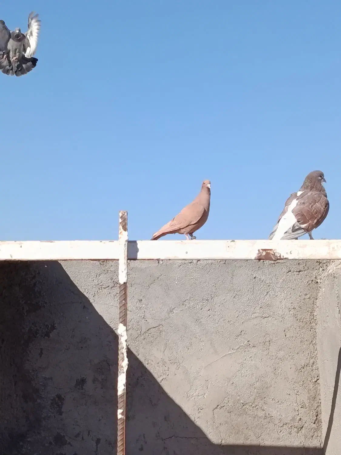 کبوتر دم سفیدزرد کرمانی سرخ|پرنده|نیشابور, مدرس|دیوار