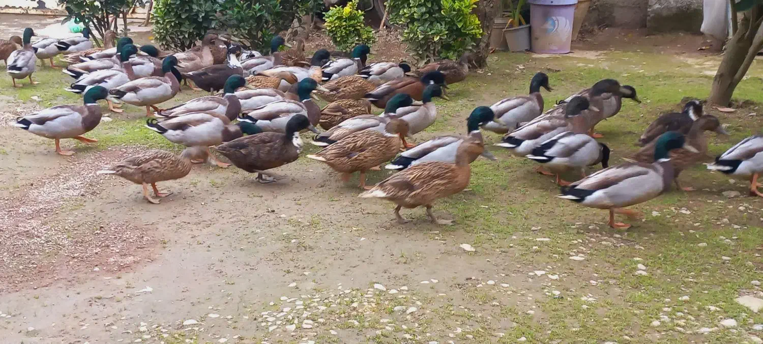 اردک (نر) پروازی اصیل فقط نر موجود|حیوانات مزرعه|رشت, شهریاران|دیوار