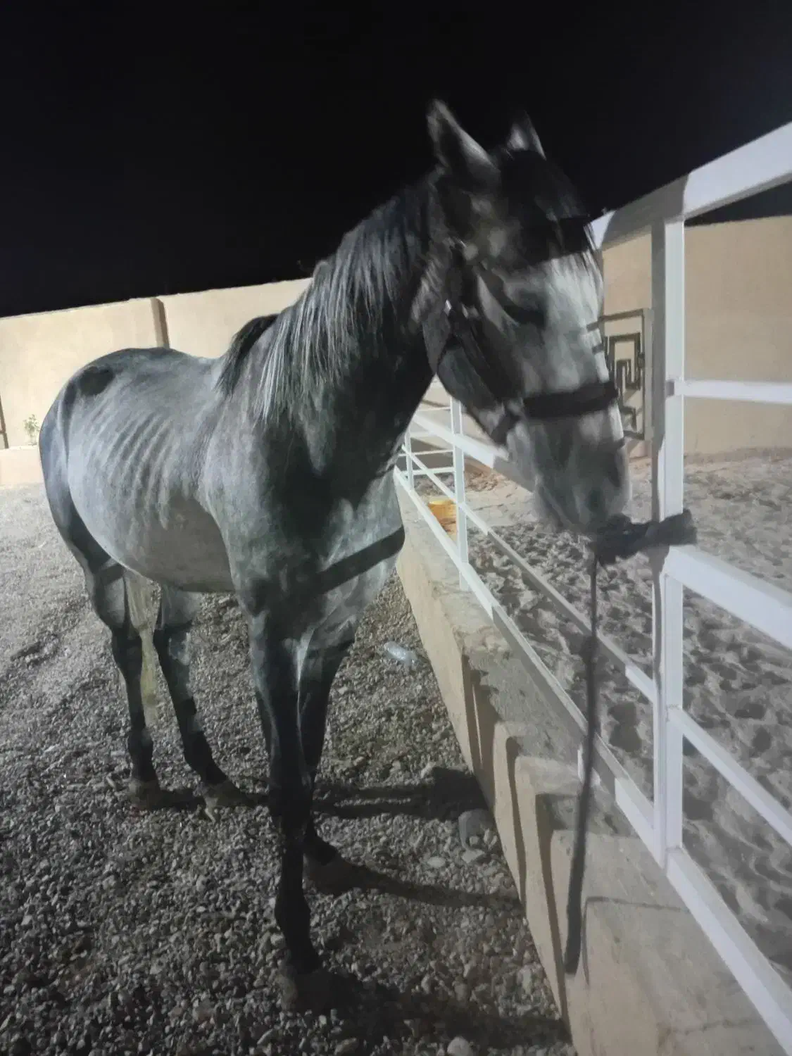 نریان ۷ساله درشت صیح سلامت مخصوص سواری آزاد پرش|اسب و تجهیزات اسب‌سواری|تهران, آشتیانی|دیوار