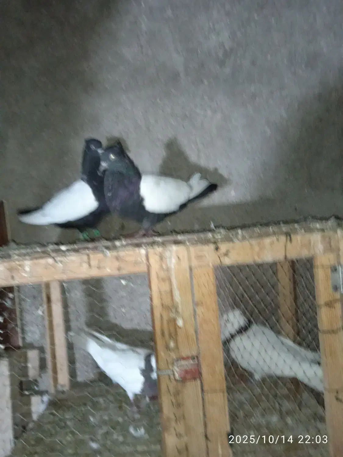 جفت بچ سینه ای|پرنده|شوشتر, |دیوار