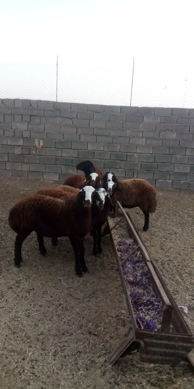 بره ماده|حیوانات مزرعه|رشتخوار, |دیوار