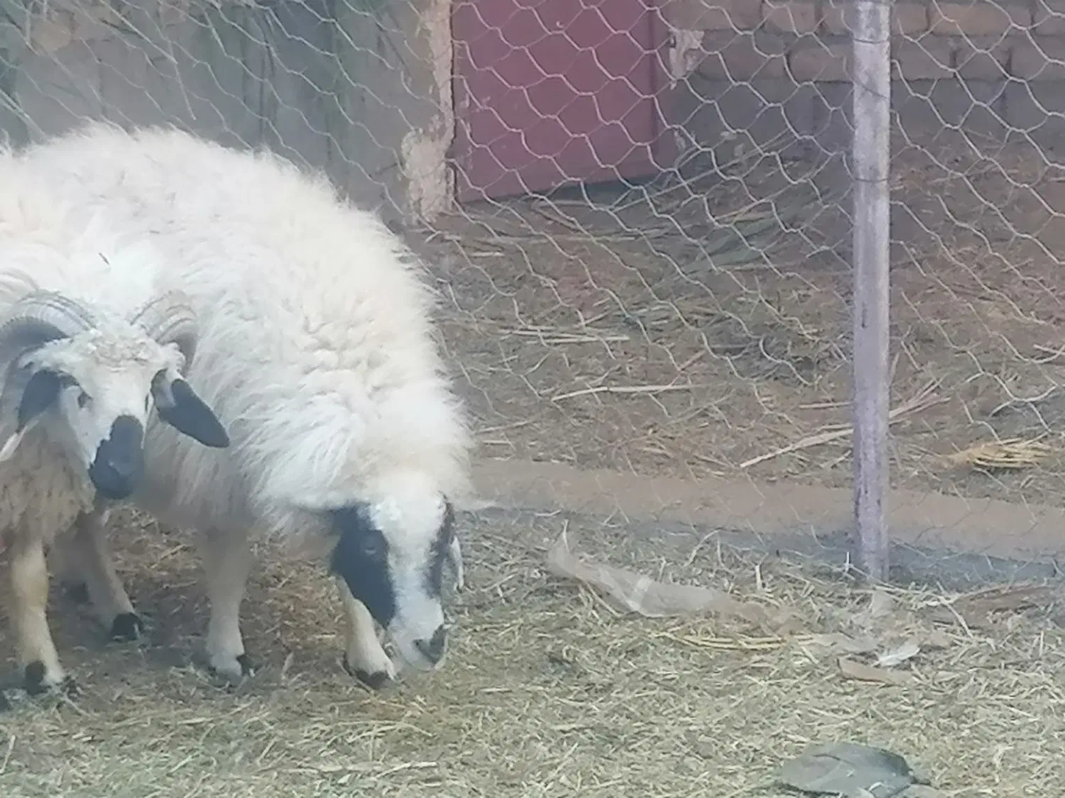 برره فروشی|حیوانات مزرعه|بم, |دیوار