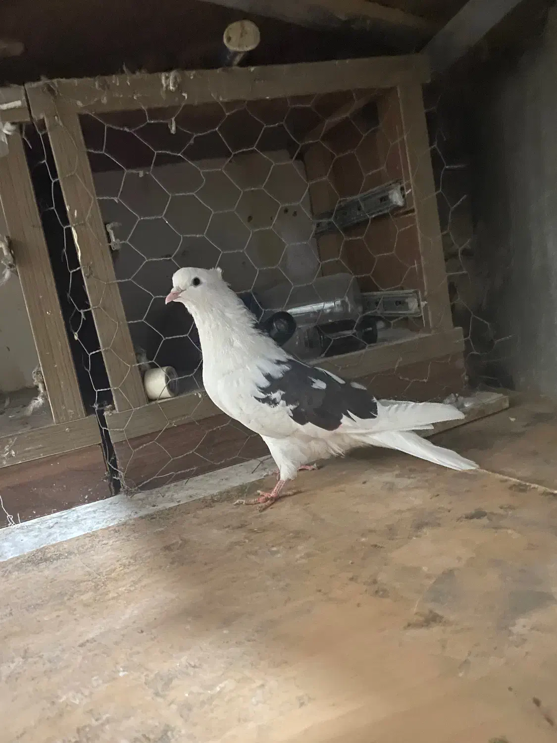 چندعددکبوترتکپر|پرنده|سرخنکلاته, |دیوار