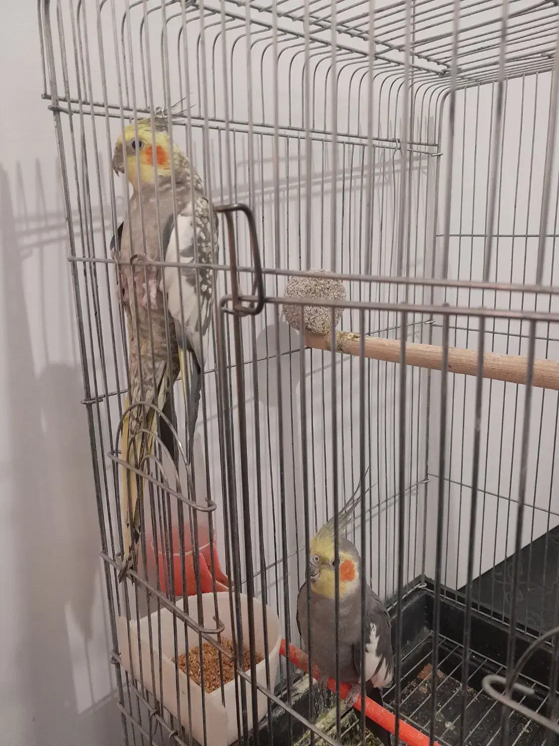 عروس هلندی|پرنده|خواف, |دیوار