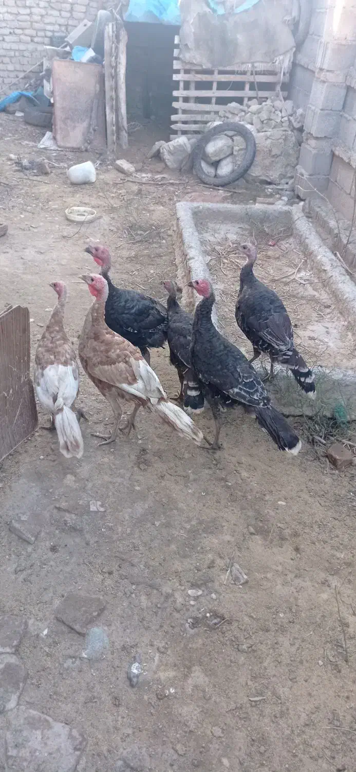 بوقلمون برنزه و بوربون|حیوانات مزرعه|گرگان, |دیوار