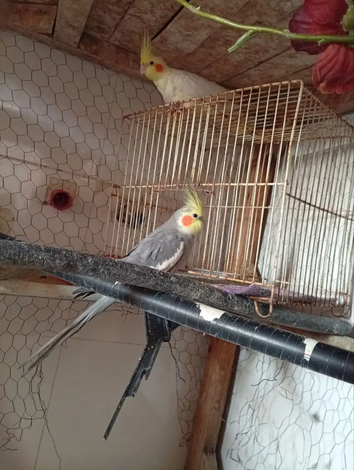 عروس هلندی|پرنده|طرقبه, |دیوار