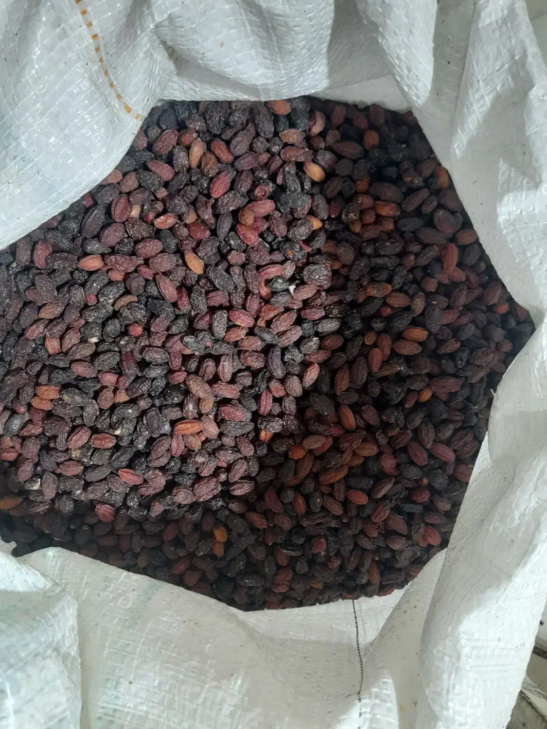 ذغال اخته|خوردنی و آشامیدنی|کرج, خرمدشت|دیوار