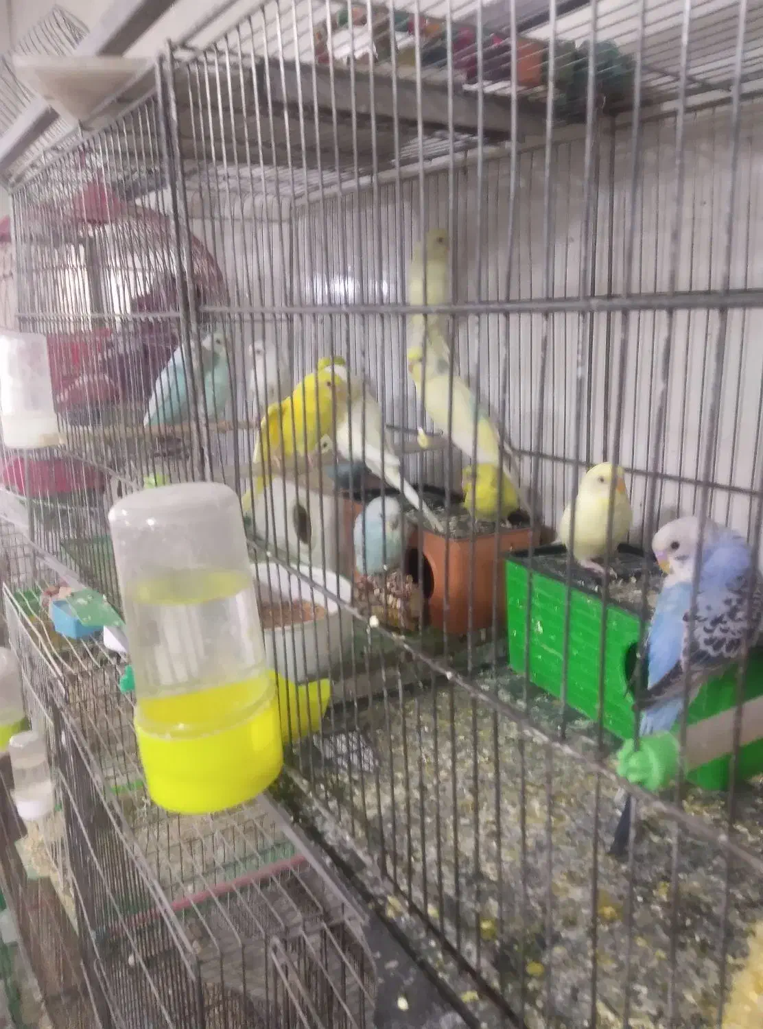 ۵۰عددمرغ عشق رینبورنگین کمانی ومعمولی ۱۰تومن آیهان|پرنده|خوی, |دیوار