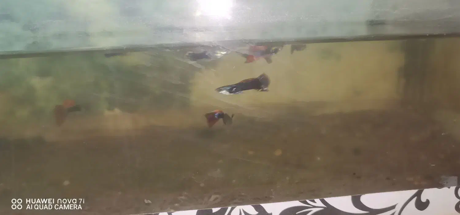 ماهی گوپی دونه20|ماهی|سبزوار, صالح آباد|دیوار