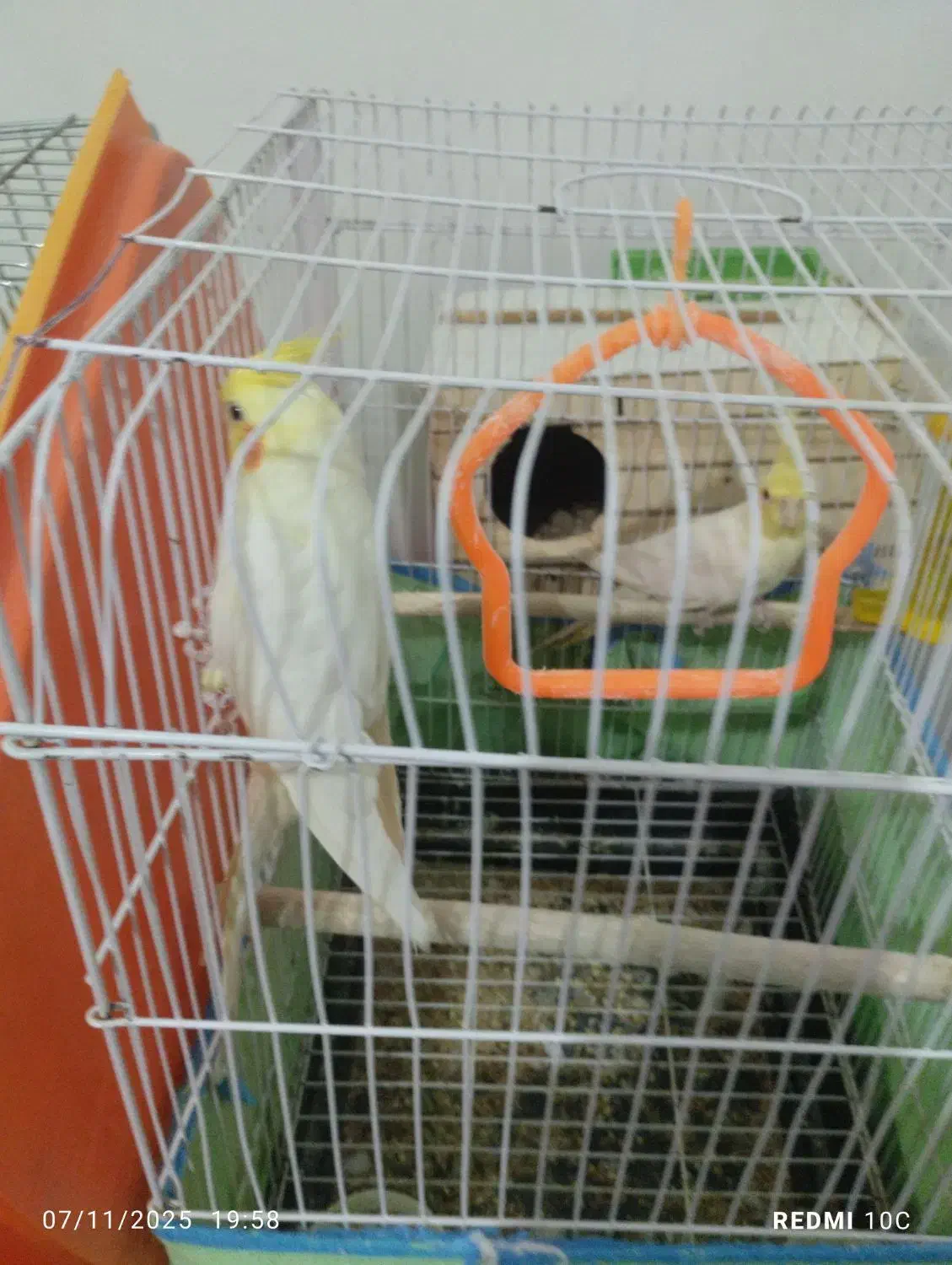 عروس هلندی اماده|پرنده|صائین قلعه, |دیوار