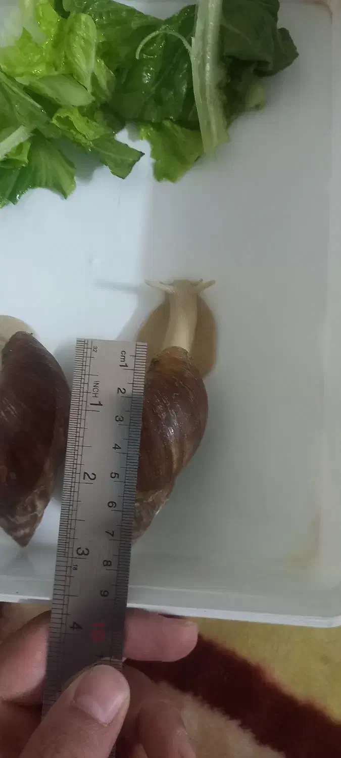 حلزون|خزنده|دورود, |دیوار