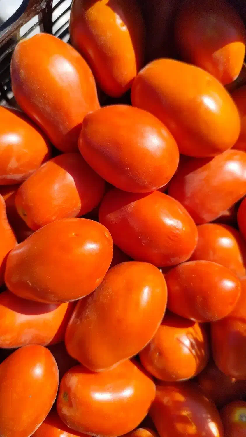 گوجه ربی درجه یک|خوردنی و آشامیدنی|دیواندره, |دیوار