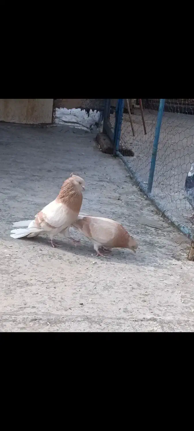 کبوتر|پرنده|مبارکه, |دیوار