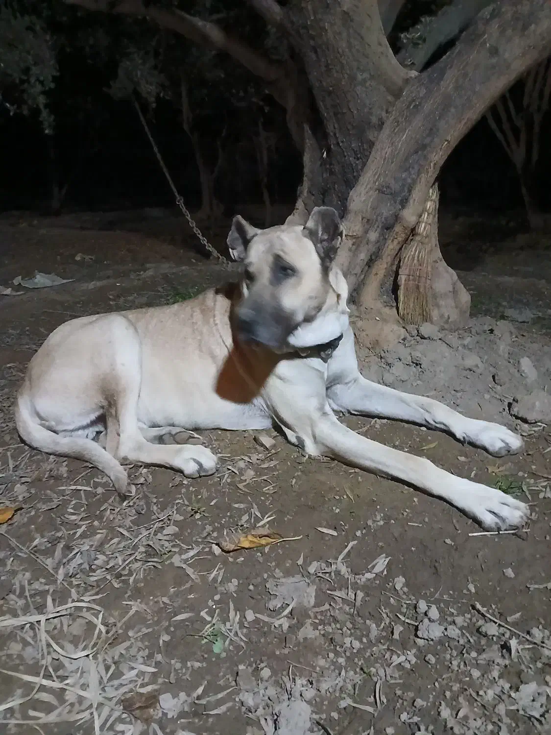 معاوضه|سگ|چورزق, |دیوار