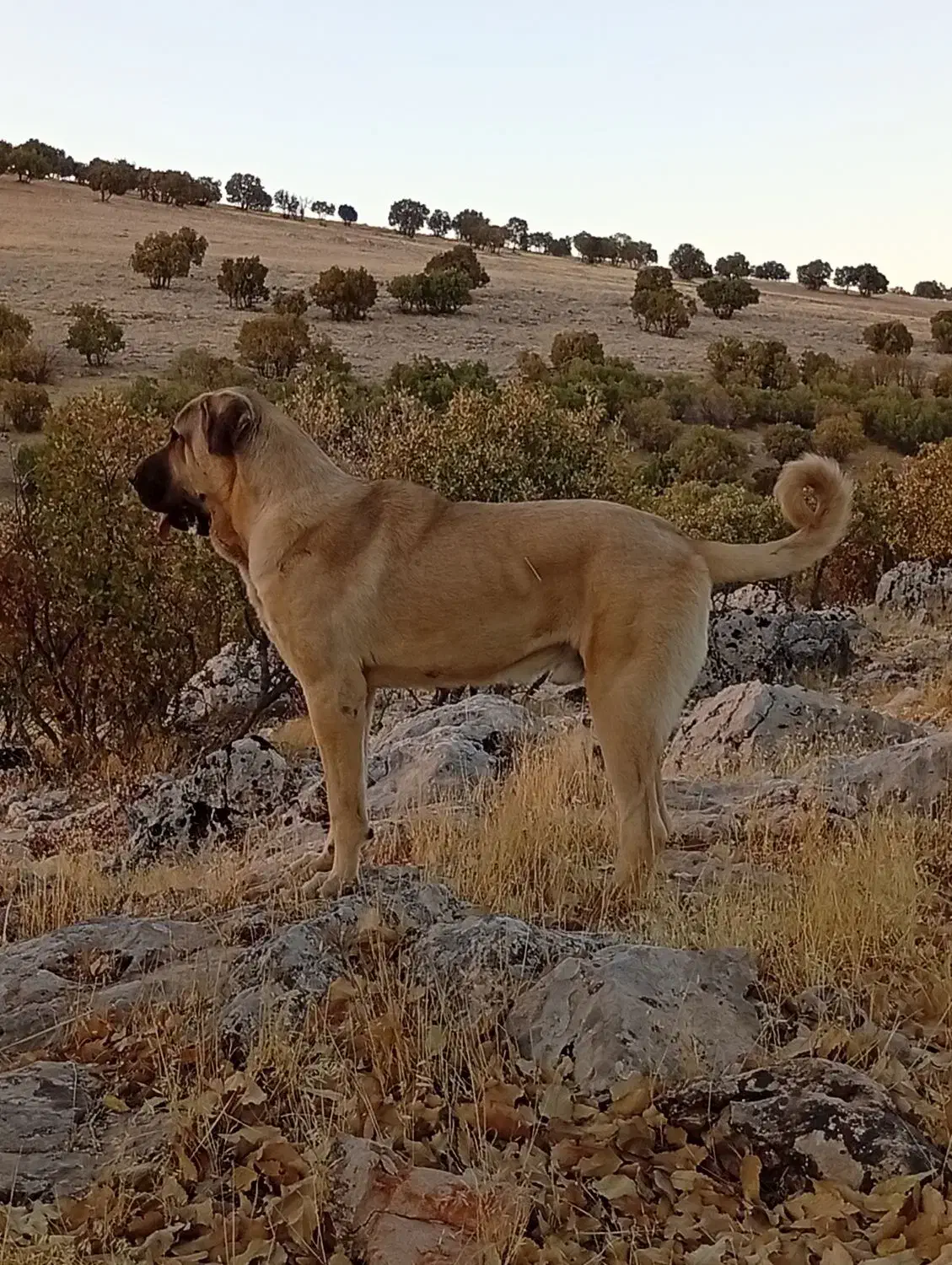 عراقی|سگ|دالاهو, |دیوار