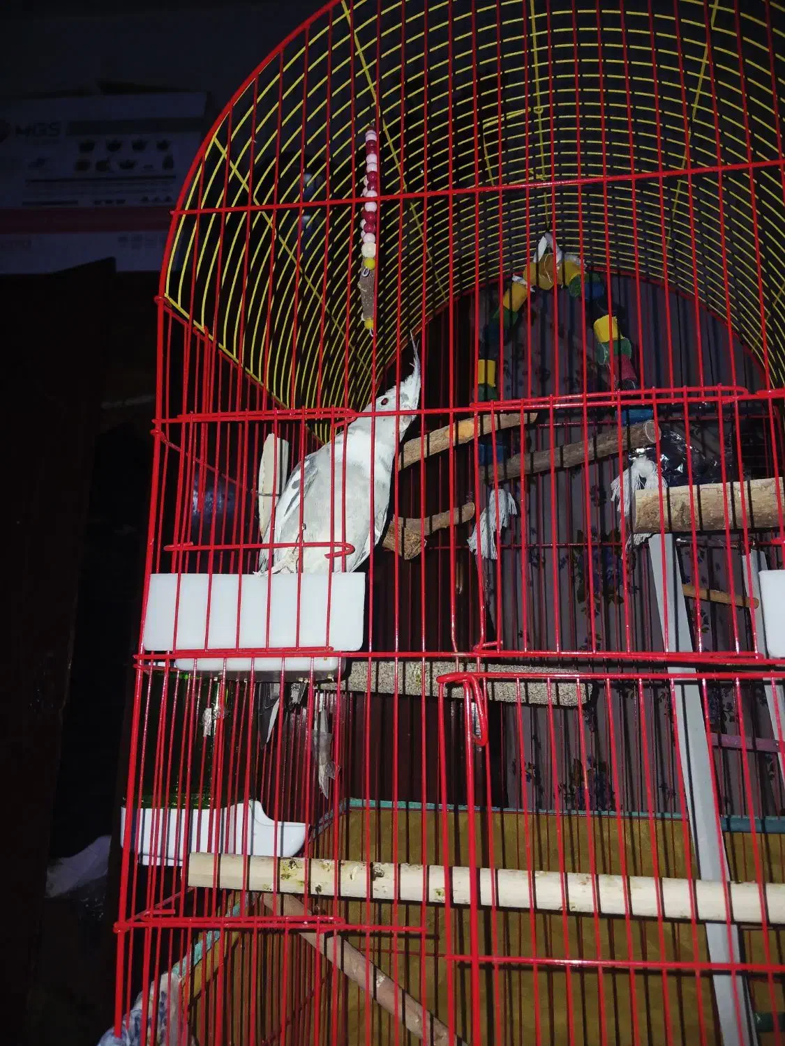 پرنده نرو ماده مولد|پرنده|قم, ولیعصر|دیوار