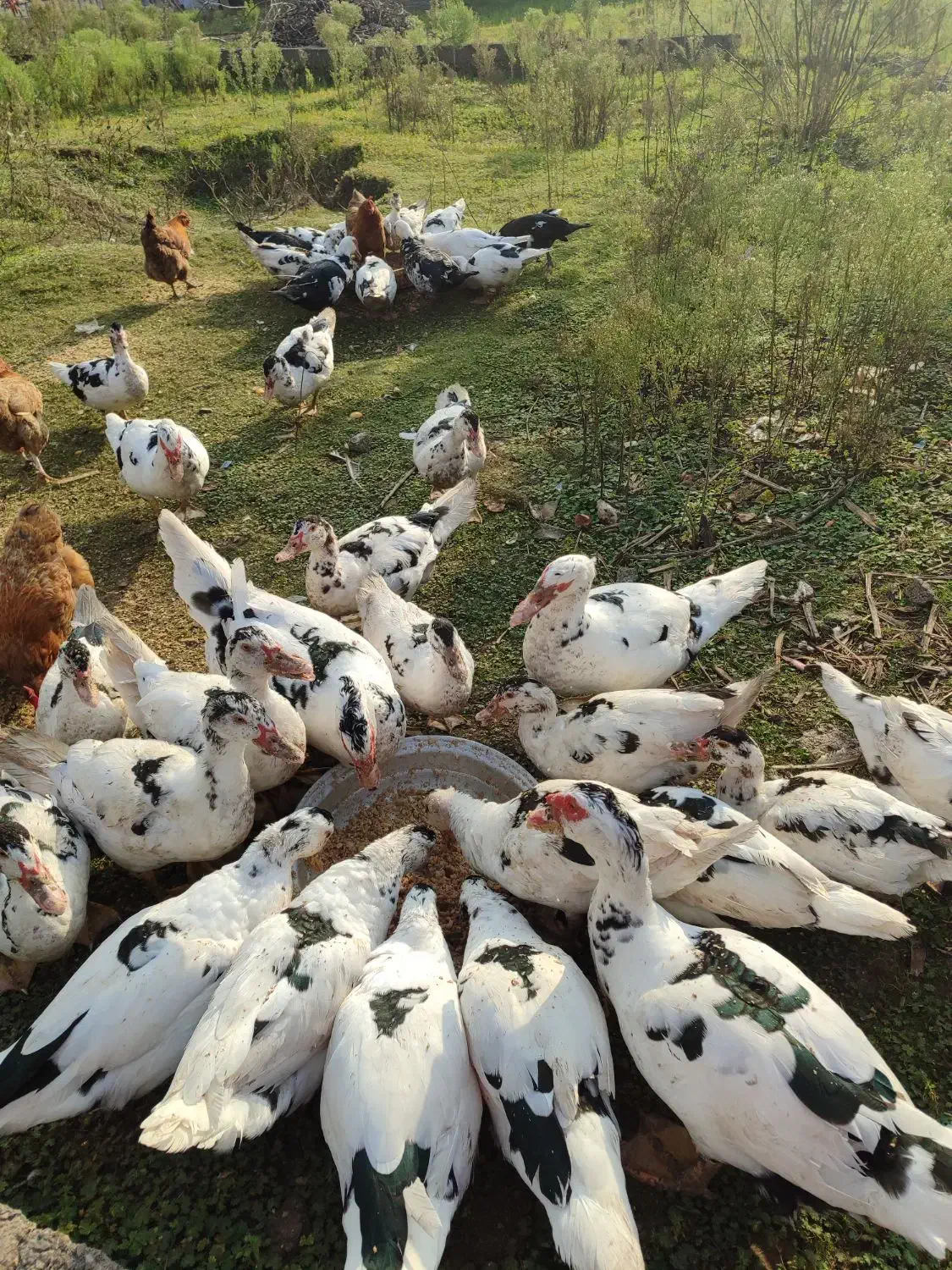 قیمت ۴۲۰۰۰۰هزار تومان|حیوانات مزرعه|کیاشهر, |دیوار