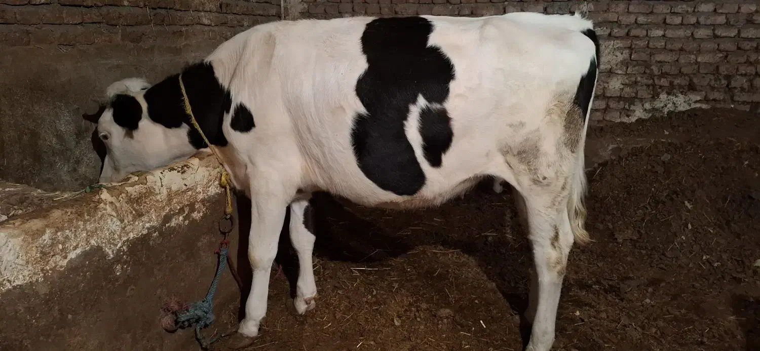 گوساله ماده|حیوانات مزرعه|ثمرین, |دیوار