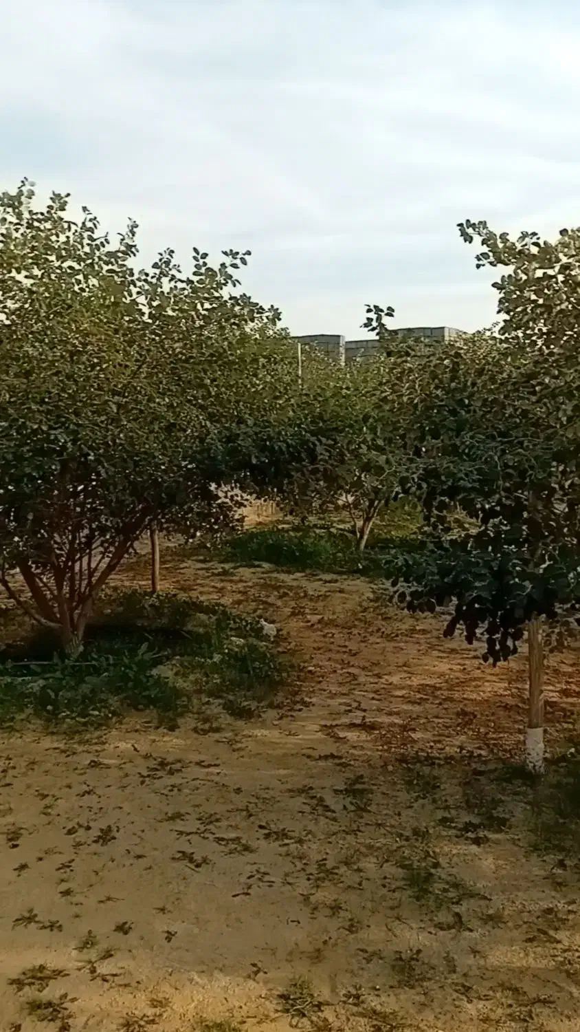 باغ شهری مجموعه باغ زیتون ثبوت ۲|فروش خانه و ویلا|برازجان, |دیوار