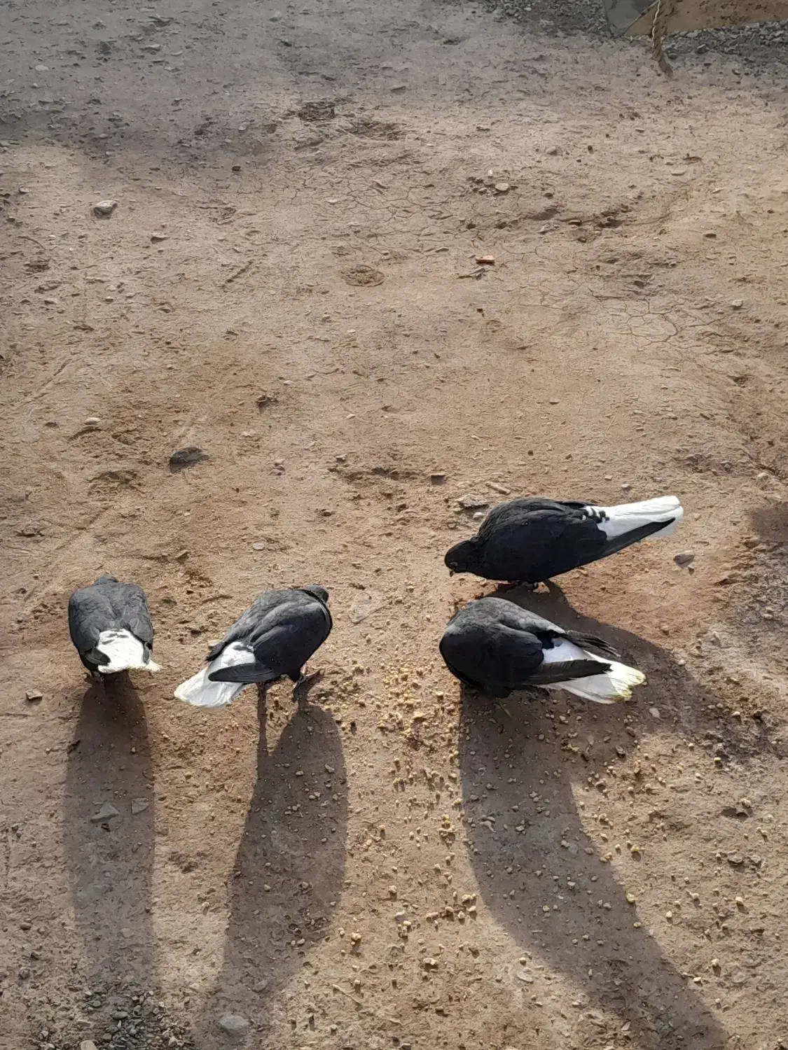 کفتر|پرنده|زرند, |دیوار