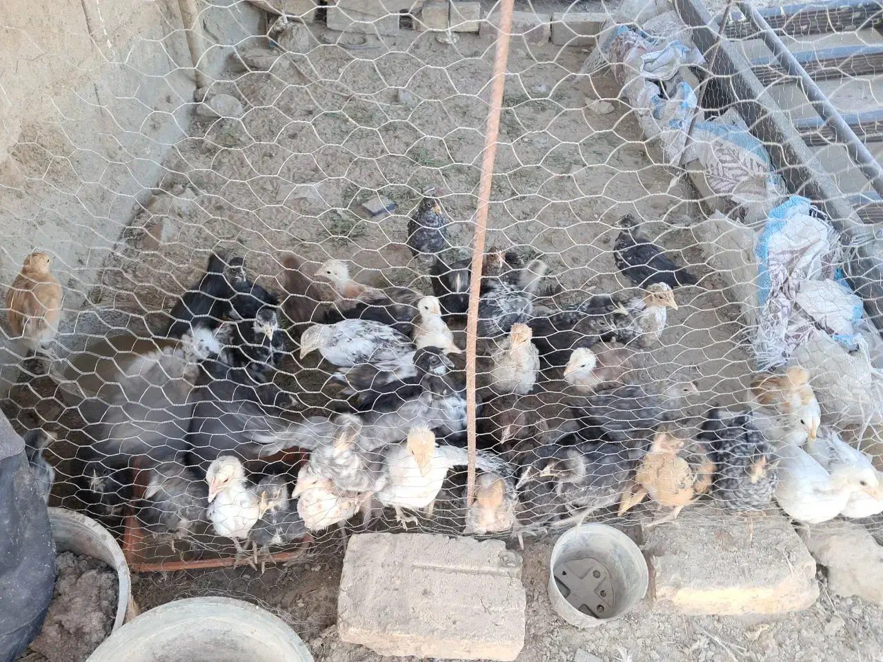 جوجه خزک|حیوانات مزرعه|قرقری, |دیوار