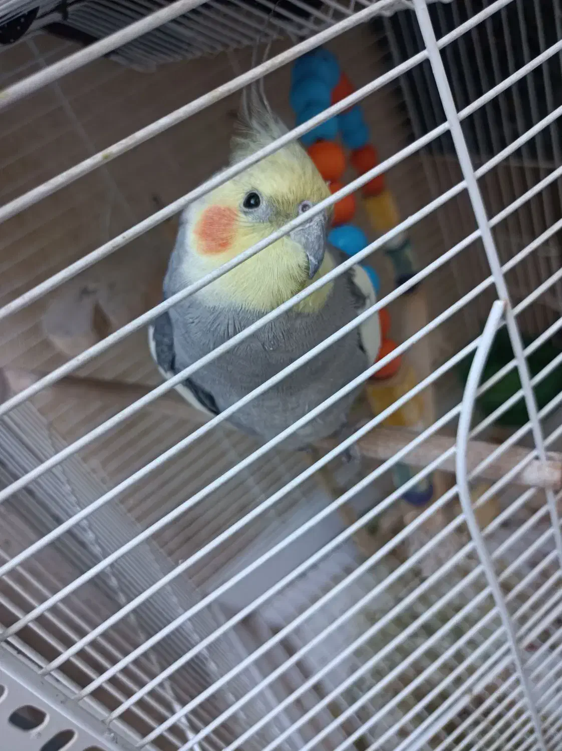 عروس هلندی|پرنده|نسیم‌شهر, |دیوار