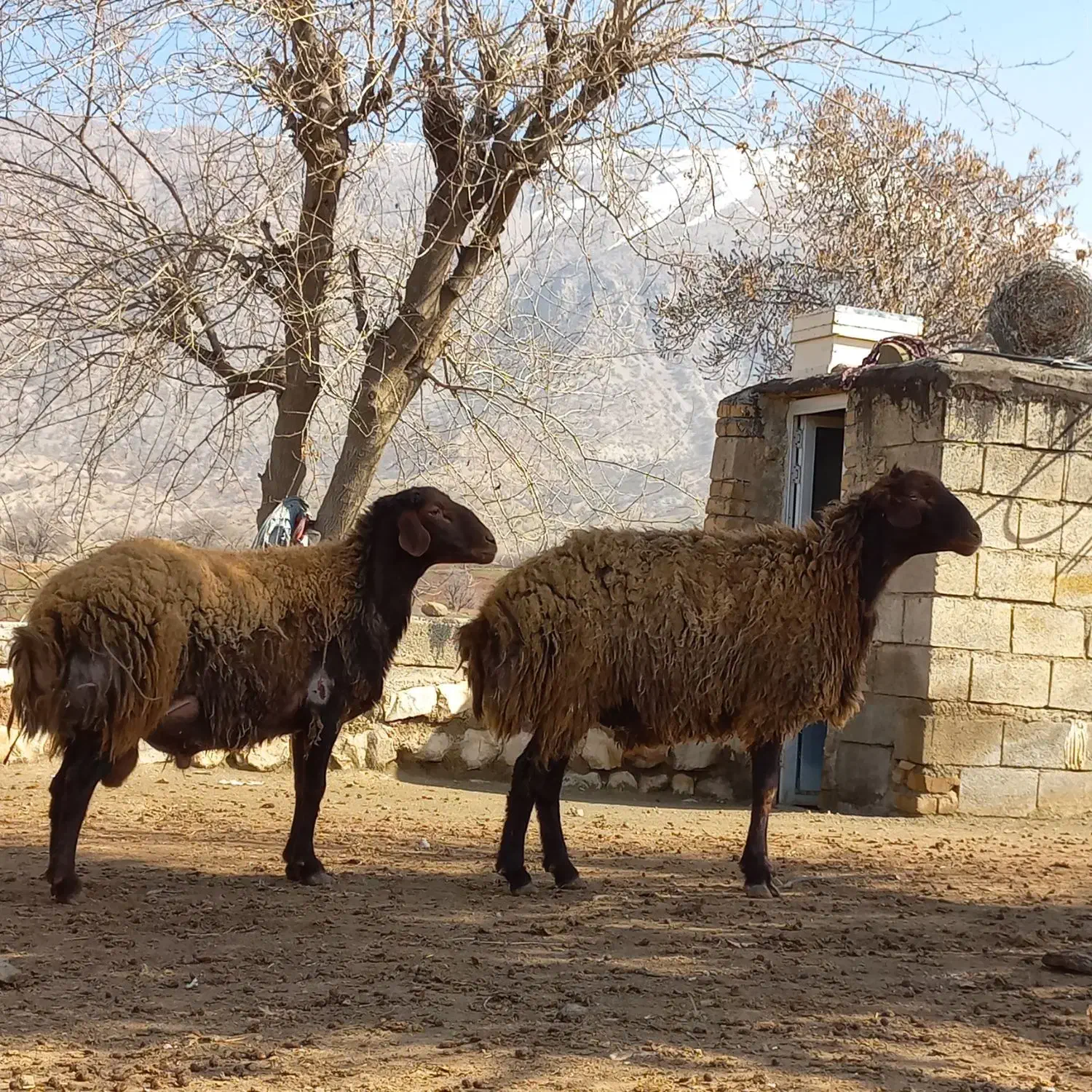 بره شک ورن|حیوانات مزرعه|چگنی, |دیوار