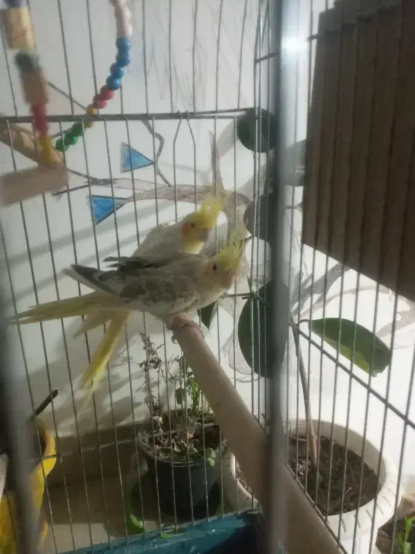 عروس هلندی جفت|پرنده|پاکدشت, پاکدشت (مامازند)|دیوار