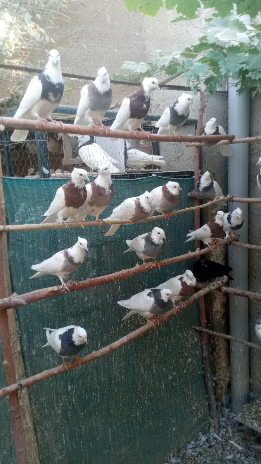 کبوتر طوقی در رنگ های مختلف و کبوتر شامپیون|پرنده|ری, علایین|دیوار