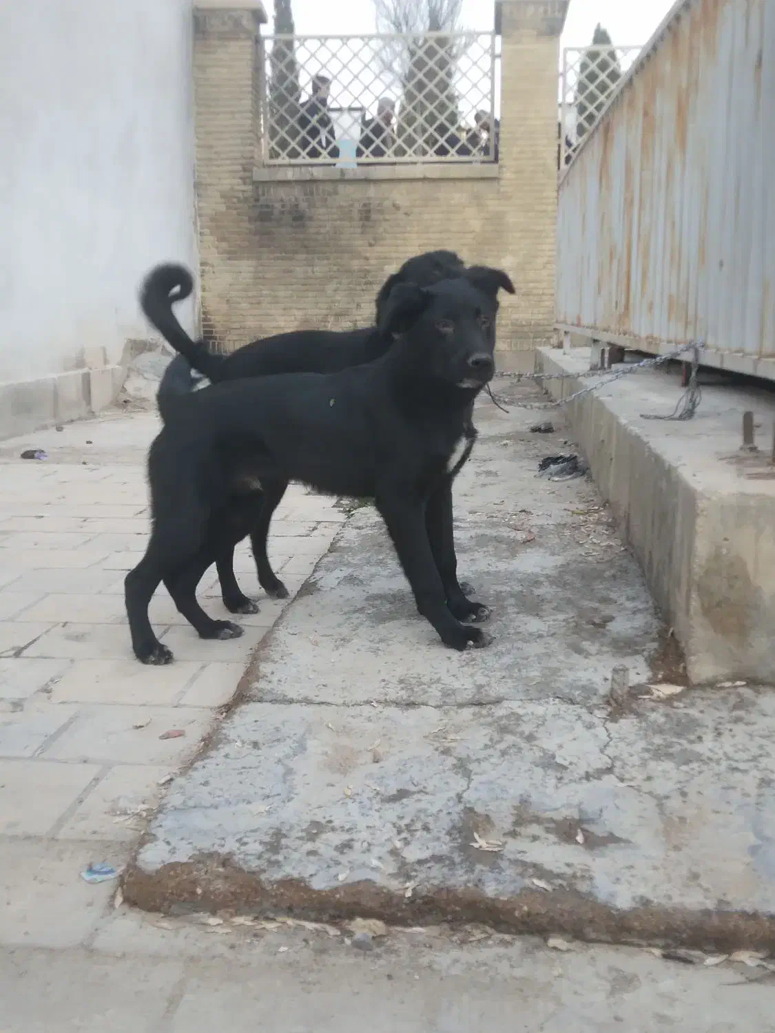 واگذاری|سگ|شیراز, بازار|دیوار