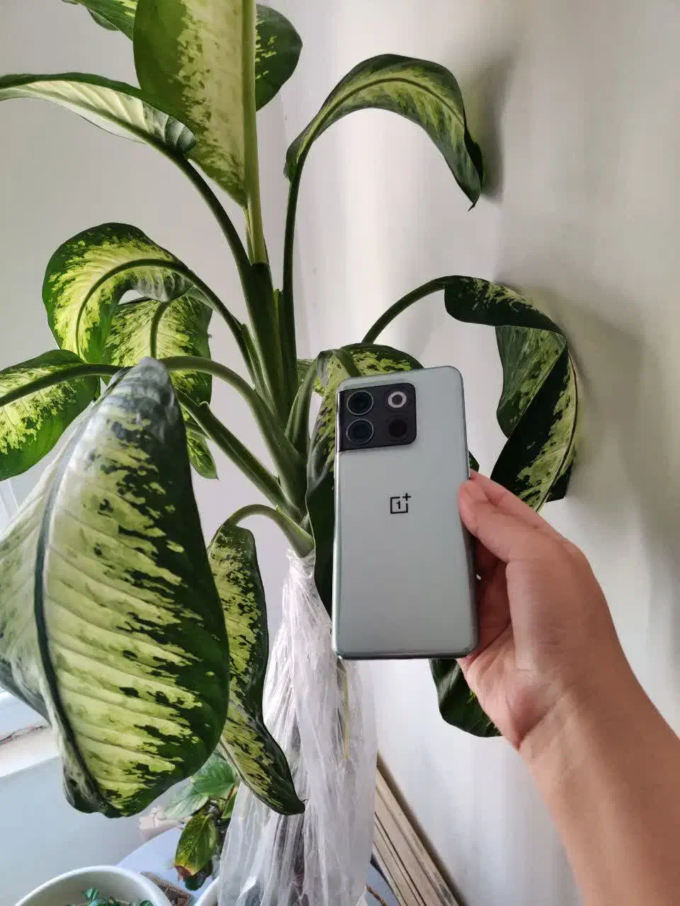 oneplus10poro|موبایل|تهران, استاد معین|دیوار