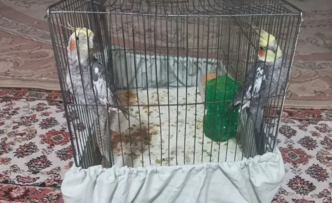 دوتا طوطی|پرنده|سمنان, |دیوار