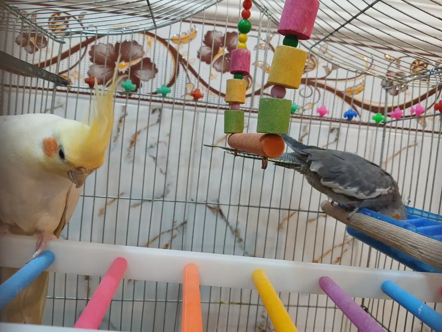 عروس هلندی|پرنده|گیان, |دیوار